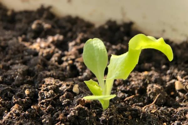 生菜怎么种植容易发芽，发芽适温为15-25℃之间