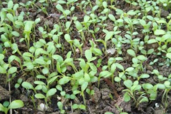 生菜怎么种植容易发芽，发芽适温为15-25℃之间