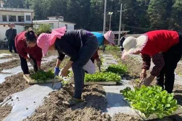 生菜怎么种植容易发芽，发芽适温为15-25℃之间