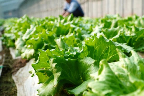 生菜怎么种植容易发芽，发芽适温为15-25℃之间