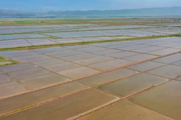 水稻的种植方法，培育秧苗时要先撒下稻种