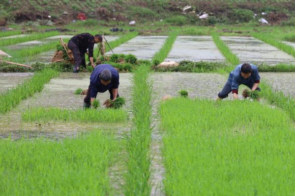 水稻的种植方法，培育秧苗时要先撒下稻种