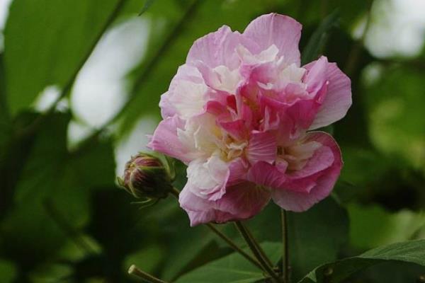 水培芙蓉花如何养殖，选择生长比较健壮枝条