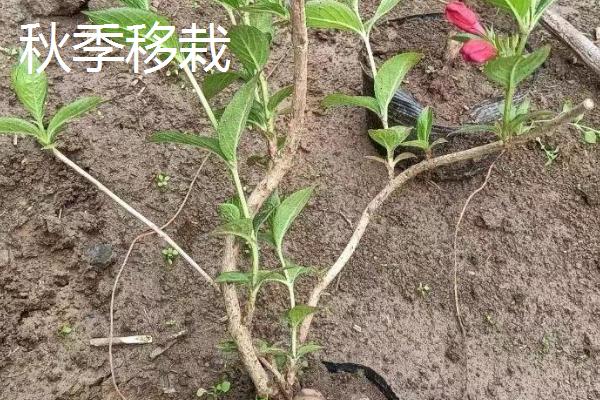 怎么养花叶锦带，在定植的时候施加足量的有机肥作基肥