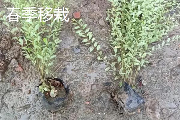 怎么养花叶锦带，在定植的时候施加足量的有机肥作基肥