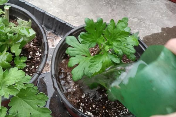 洋甘菊种子如何种植，9-10月份种植为佳