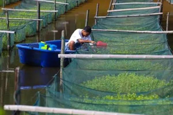 网箱养殖黄鳝的技巧，网箱以每平方米养100-150条黄鳝