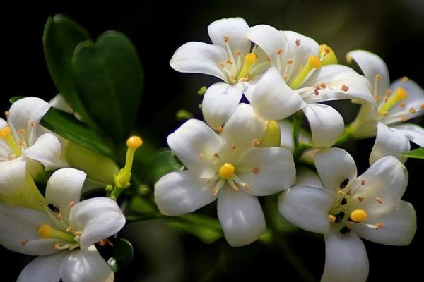 九里香花能吃吗，是可以吃的