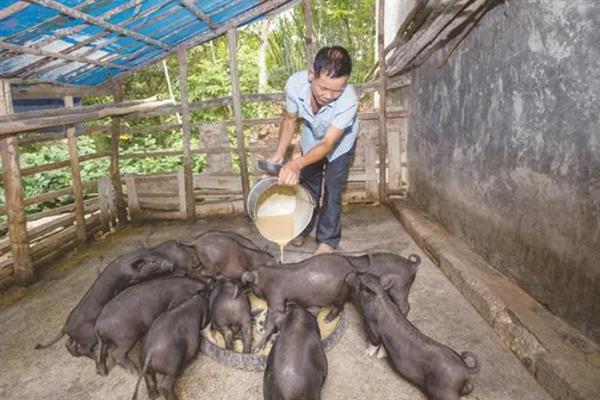 小苏打喂猪的作用，可促进生长、健胃消食等