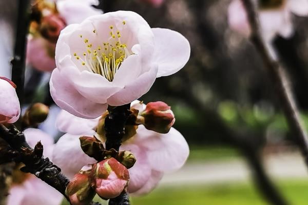 梅花的修剪方法，建议在3-5月份进行