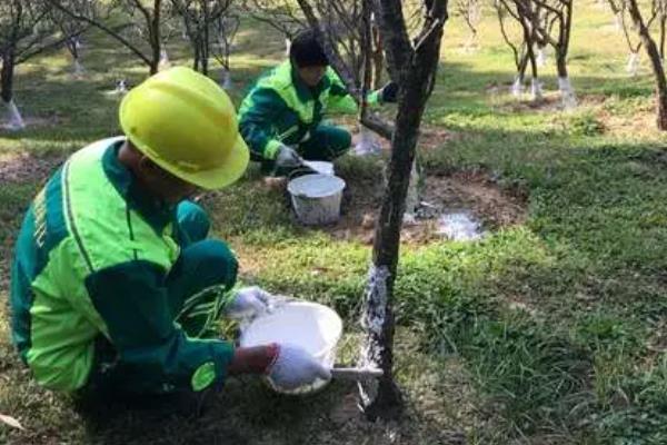 梅花的修剪方法，建议在3-5月份进行