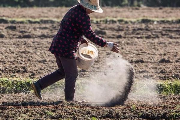 种植西红柿需要施什么底肥，施入猪粪、磷酸二铵、磷酸钾比较好