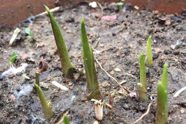 马蹄莲种球种多久可以发芽，种植后15-20天就会萌芽