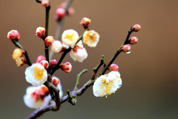 梅花的花语，花语是坚强、傲骨、高雅