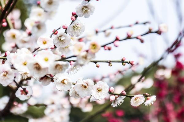 梅花的花语，花语是坚强、傲骨、高雅