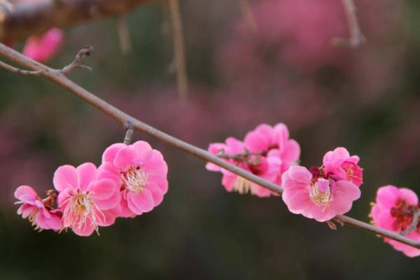 梅花的花语，花语是坚强、傲骨、高雅