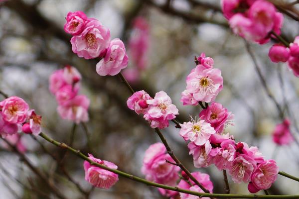 梅花的花语，花语是坚强、傲骨、高雅