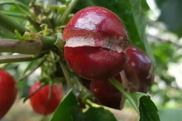 车厘子的种植条件，选择微酸性沙质土壤为佳