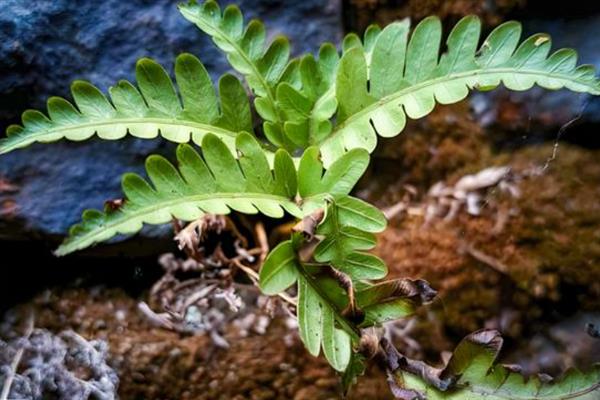 蕨类植物的茎属于哪种，大多都是根状茎