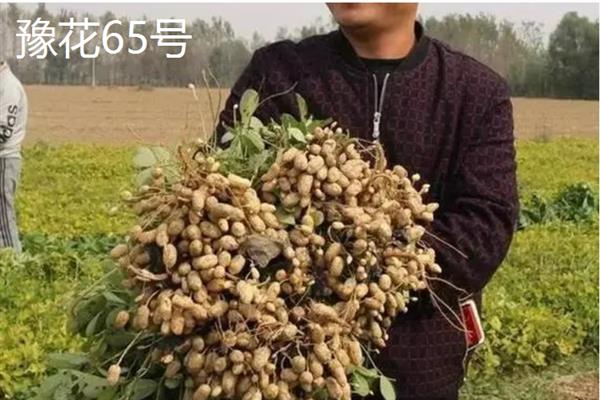 河南花生新品种，有远杂9102、豫花65号等