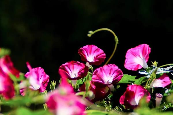 牵牛花的种植时间，通常在春夏两季种植