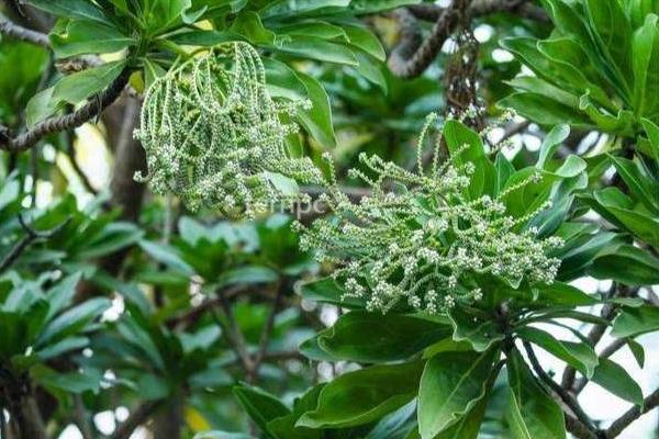 银两树成熟所需时间，一般需要8-9个月