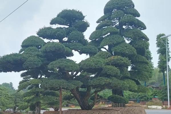 日本五针松为何长有针状叶片，由生理特征所决定