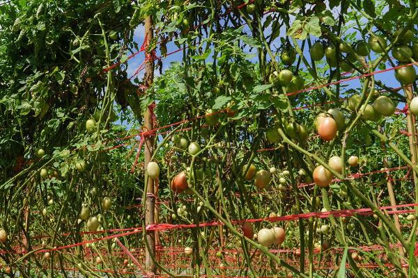 西红柿的种植方法，通常采用撒播、条播和点播方式种植