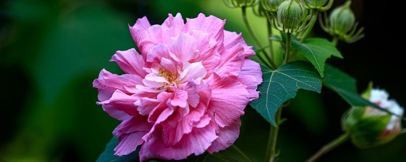 芙蓉花可以水栽吗，芙蓉花是不可以水栽的