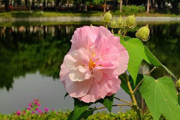 芙蓉花可以水栽吗，芙蓉花是不可以水栽的