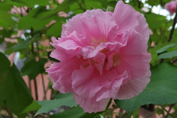 芙蓉花可以水栽吗，芙蓉花是不可以水栽的