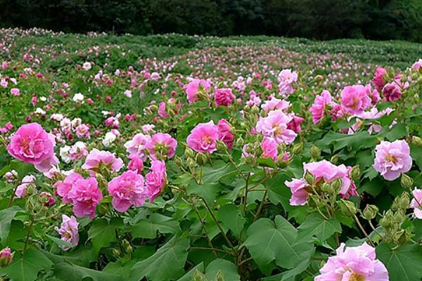 芙蓉花可以水栽吗，芙蓉花是不可以水栽的