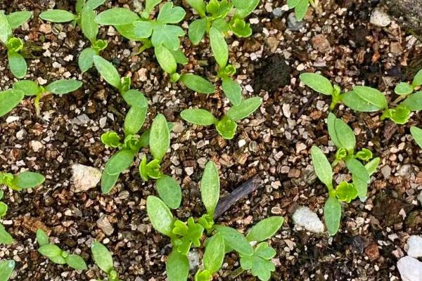 冬季大棚芹菜种植技术，定植后半个月要保持土壤湿润