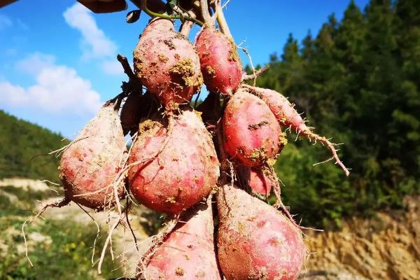 红薯怎么种植和管理，播下种薯出苗后再剪叶扦插