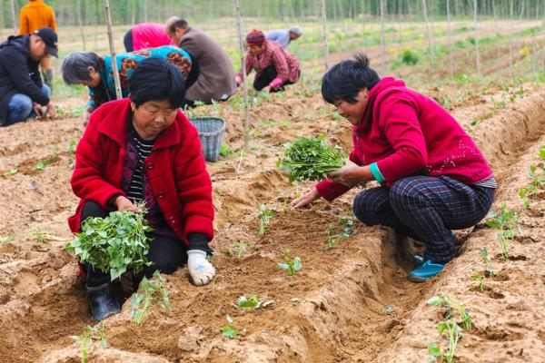 红薯怎么种植和管理，播下种薯出苗后再剪叶扦插