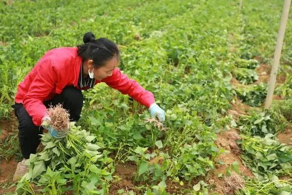 红薯怎么种植和管理，播下种薯出苗后再剪叶扦插