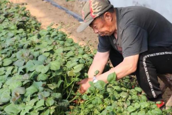 红薯怎么种植和管理，播下种薯出苗后再剪叶扦插