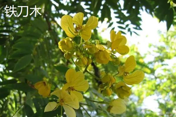 哪些花卉的名字中不含花，有君子兰、含羞草等品种