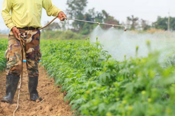 万寿菊的开花时间，一般为7-9月份