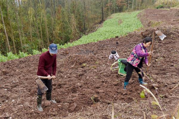 小米辣的种植技术，适宜生长在温度为23-30度的环境中