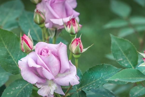 适合室内养的植物有哪些，常见的有白掌、大花蕙兰等