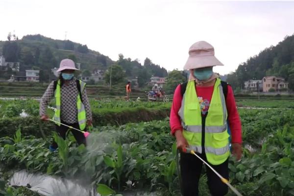 毒死蜱的作用特点，具有触杀、胃毒和熏蒸的作用