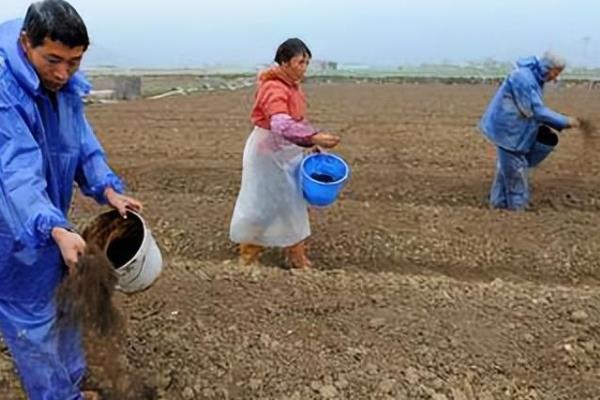 生物肥应该怎么施用，可以与化肥相结合