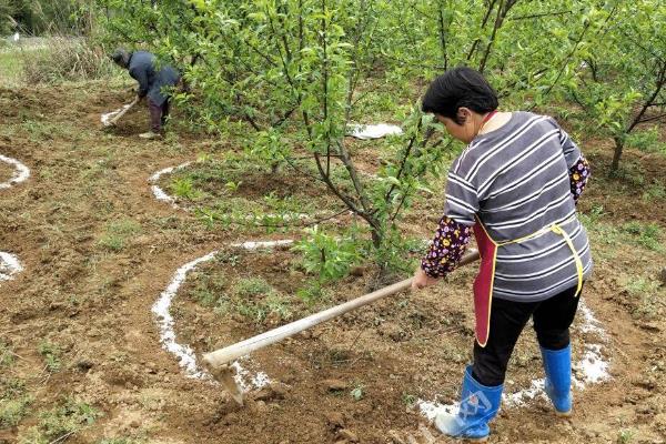 生物肥应该怎么施用，可以与化肥相结合