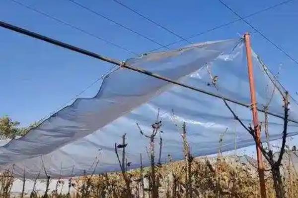 建造葡萄遮雨棚的成本，每亩地需要3000元左右