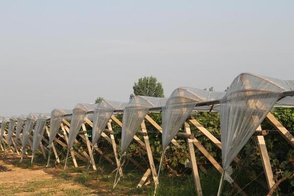 建造葡萄遮雨棚的成本，每亩地需要3000元左右