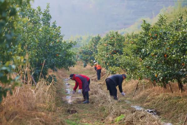 怎么防治柑橘油斑病，增加有机肥、磷钾肥的用量可提高抗病能力