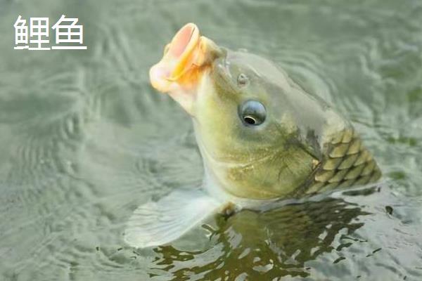 鲮鱼和鲤鱼的区别是什么，科属、形态、摄食习性等方面均不同