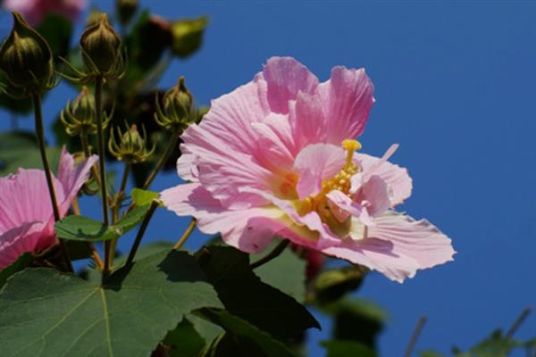 芙蓉花的作用，可供观赏还能食用