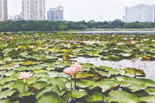 植物的传播方式，常见的有风力传播、水流传播等